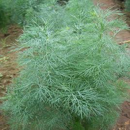 蒔蘿草 蒔蘿草
