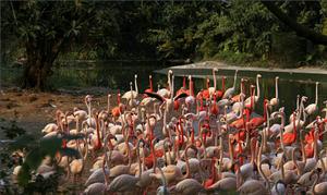 長隆動物園 益民匯門票優惠