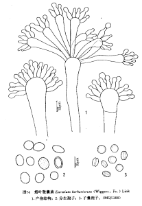 蠟葉散囊菌 蠟葉散囊菌