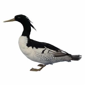 中華秋沙鴨標本 中華秋沙鴨標本