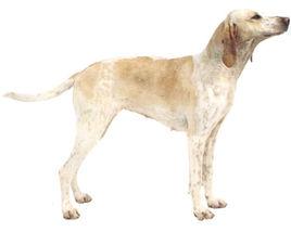 比例獵犬 比例獵犬