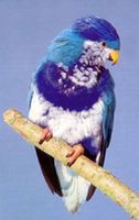 深藍吸蜜鸚鵡