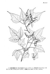 .捲毛長柄槭（變種）