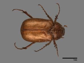 棕脊鰓金龜 棕脊鰓金龜