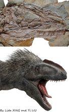 華麗羽王龍頭部化石及復原圖