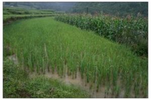 二硝坪村 二硝坪村