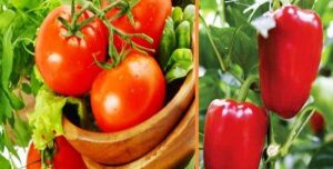 瑞麟灣陽光綠洲生態農場 瑞麟灣陽光綠洲生態農場