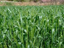 小麥[小麥屬植物的統稱]