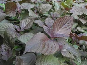 薄荷鏽病 薄荷鏽病