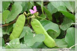 扁又寬綠刀豆 扁又寬綠刀豆