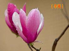 辛夷[明代陳繼儒的詩作]