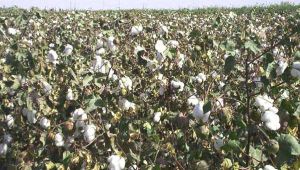 冀雜二號 冀雜二號