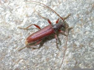 北投姬天牛 北投姬天牛