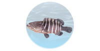 七帶石斑魚
