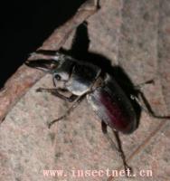 狹長前鍬甲 狹長前鍬甲