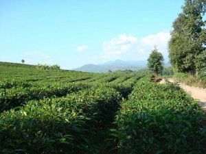 獻山頭自然村 獻山頭自然村