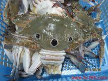 藍冠斑點亞馬遜鸚鵡