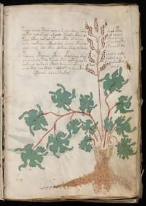 伏尼契手稿 伏尼契手稿