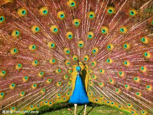 孔雀開屏的美麗瞬間
