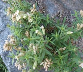 變黑蠅子草 變黑蠅子草