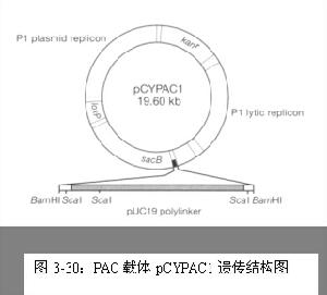 （圖）人工染色體