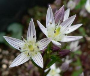 綠花獐牙菜 綠花獐牙菜