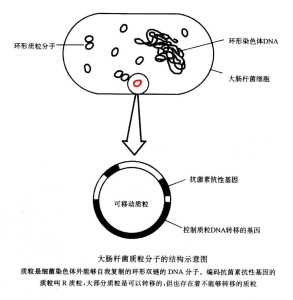 R質粒 R質粒