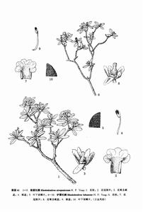 爐霍杜鵑 爐霍杜鵑