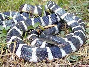 中國十大著名毒蛇