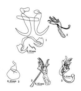 似異斧蟲屬 似異斧蟲屬