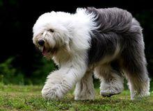 英國古代牧羊犬