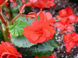 （圖）竹節海棠