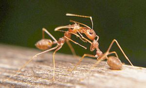螞蟻