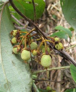 菲葉獼猴桃 菲葉獼猴桃