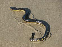 長吻海蛇(Pelamis platurus)