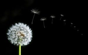 黑柱蒲公英 黑柱蒲公英