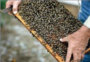 （圖）中華蜜蜂