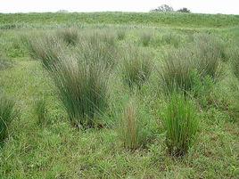 龍鬚草[龍鬚草]