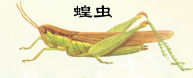 蚱科 蚱科