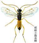 斑腹金小蜂