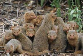 近親繁殖 近親繁殖