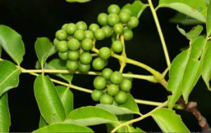 禿葉黨參 禿葉黨參