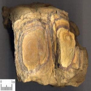 地黃餘糧湯 地黃餘糧湯