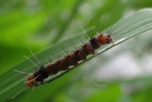 松櫟毛蟲 松櫟毛蟲