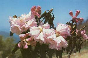 資源杜鵑 資源杜鵑