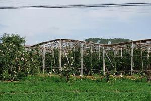 南溫家村 南溫家村