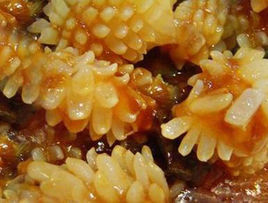 花捲魷魚 花捲魷魚