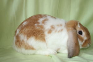 美國迷你垂耳兔 Mini Lop(US)；侏儒垂耳兔 Dwarf  Lop (UK)