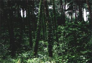 龍架山國家森林公園