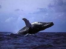 灰鯨